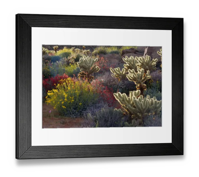 Framed Print : Backlight on Brittlebush, Jumping Cholla, and Chuparosa in bloom near Plum Canyon