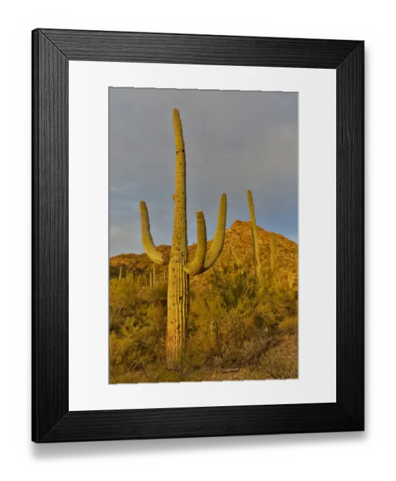 Framed Print : Morning light on Saguaro cactus Saguaro National Park, Arizona Framed Print : Morning light on Saguaro cactus Saguaro National Park, Arizona