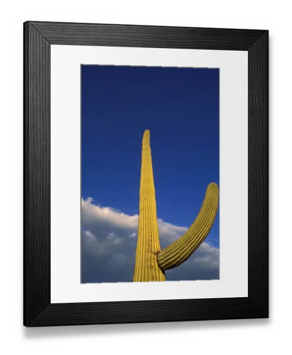 Framed Print : Evening light on Saguaro Cactus under blue sky and clouds, Organ Pipe Cactus National Monument Framed Print : Evening light on Saguaro Cactus under blue sky and clouds, Organ Pipe Cactus National Monument