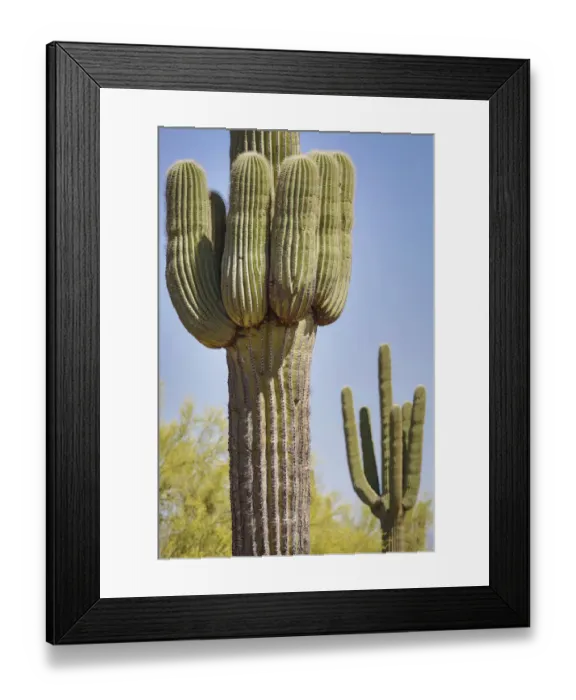 Framed Print : USA, Arizona, White Tank Mountain Park, Phoenix. Close-up of a Saguaro cactus Framed Print : USA, Arizona, White Tank Mountain Park, Phoenix. Close-up of a Saguaro cactus