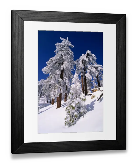 Framed Print : Rime ice and fresh powder on Ponderosa pines, Los Padres National Forest, California, USA Framed Print : Rime ice and fresh powder on Ponderosa pines, Los Padres National Forest, California, USA