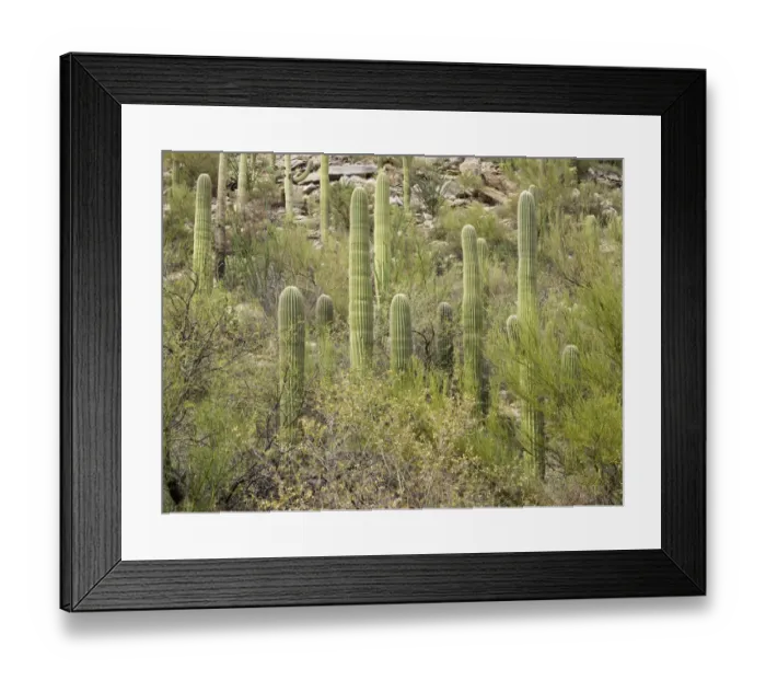 Framed Print : USA, Arizona, Sabino Canyon Recreation Area, Saguaro cactus Framed Print : USA, Arizona, Sabino Canyon Recreation Area, Saguaro cactus