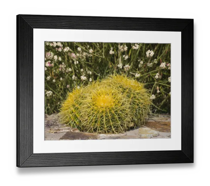 Framed Print : USA, Arizona, Golden Barrel Cactus Framed Print : USA, Arizona, Golden Barrel Cactus