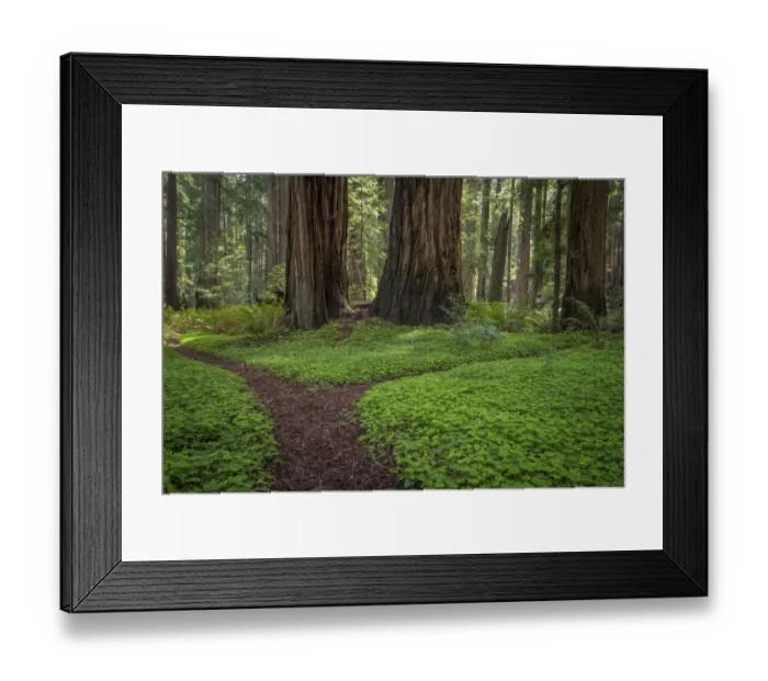 Framed Print : USA, California, Jedediah Smith Redwoods State Park. Redwood trees scenic. Credit as Framed Print : USA, California, Jedediah Smith Redwoods State Park. Redwood trees scenic. Credit as