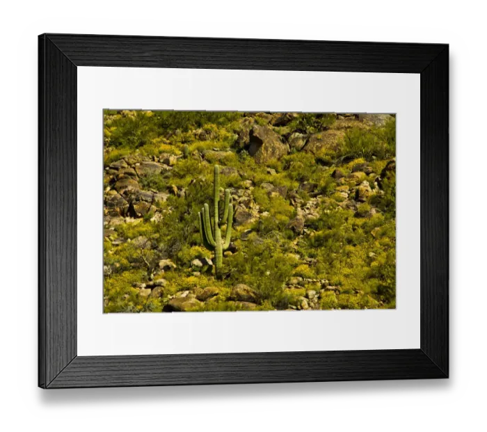 Framed Print : Saguaro, desert landscape, Tender Hills Park, Arizona, USA