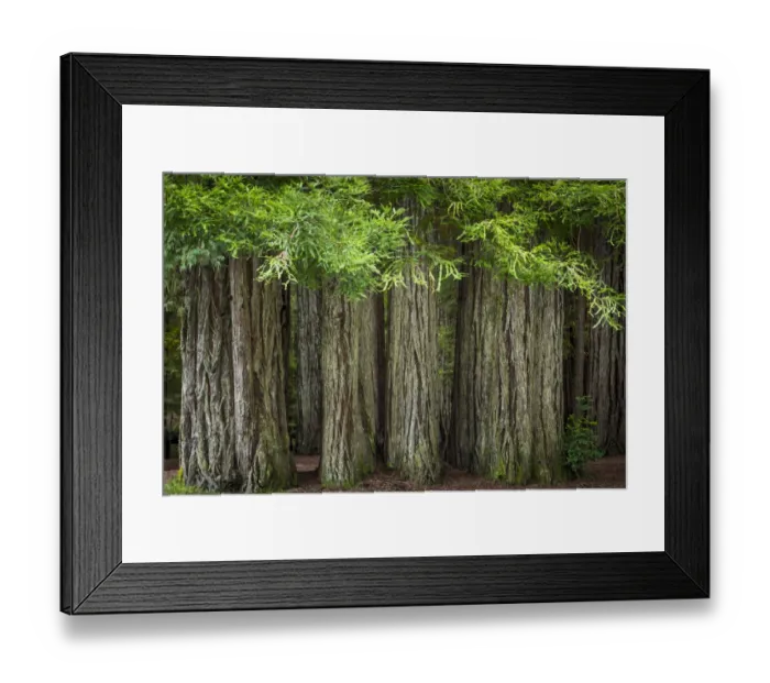 Framed Print : USA, California, Jedediah Smith Redwoods State Park. Redwood trees scenic. Credit as Framed Print : USA, California, Jedediah Smith Redwoods State Park. Redwood trees scenic. Credit as