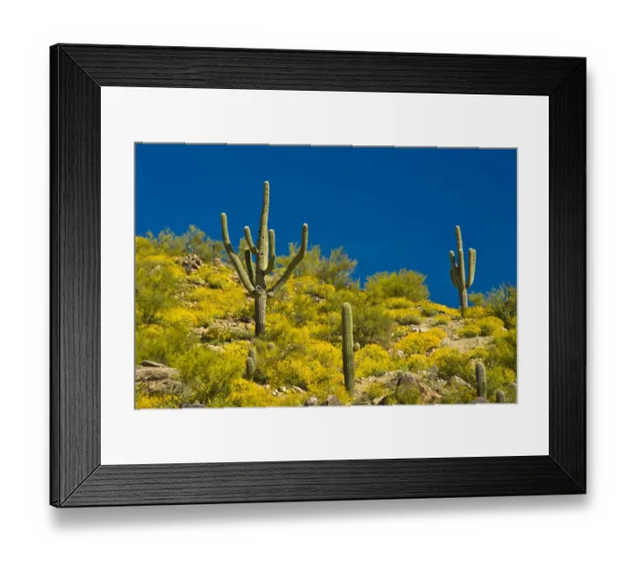 Framed Print : Saguaro, Tenderfoot Hills Park, Arizona, USA