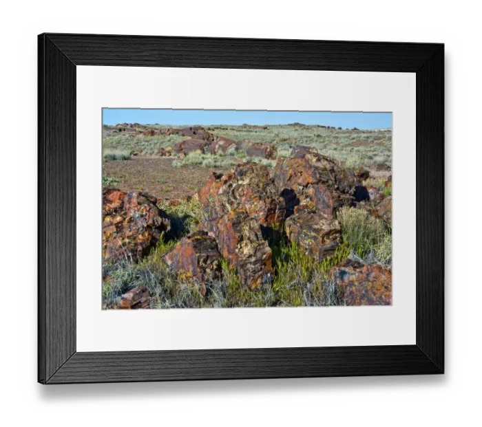 Framed Print : Petrified logs, Petrified Forest National Park, Holbrook, Arizona, USA Framed Print : Petrified logs, Petrified Forest National Park, Holbrook, Arizona, USA