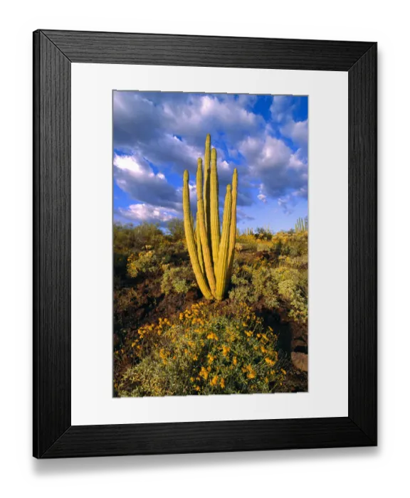 Framed Print : Evening light on brittlebush (Encelia californica) and Organ Pipe Cactus, Organ Pipe