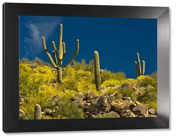 Saguaro, desert landscape, Tender Hills Park, Arizona, USA