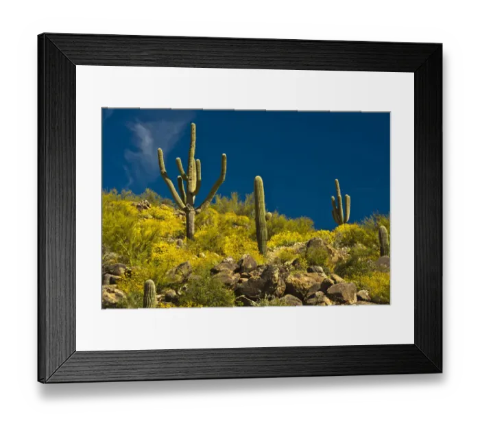 Framed Print : Saguaro, desert landscape, Tender Hills Park, Arizona, USA Framed Print : Saguaro, desert landscape, Tender Hills Park, Arizona, USA