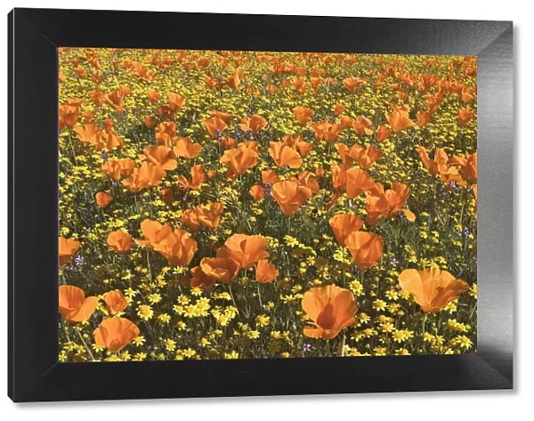 USA, California, Antelope Valley State Poppy Reserve. Poppies and goldfields in field