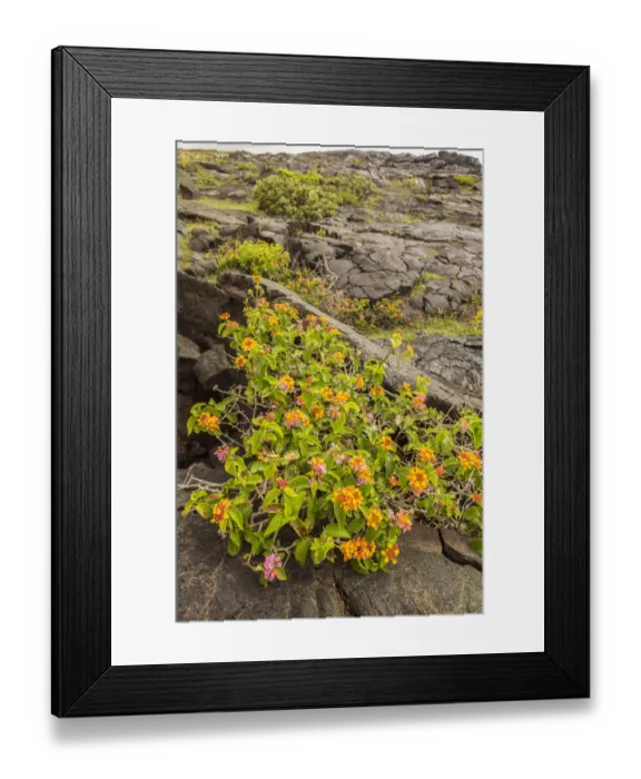 Framed Print : USA, Hawaii, Hawaii Volcanoes National Park. Lantana blooming on lava. Credit as Framed Print : USA, Hawaii, Hawaii Volcanoes National Park. Lantana blooming on lava. Credit as