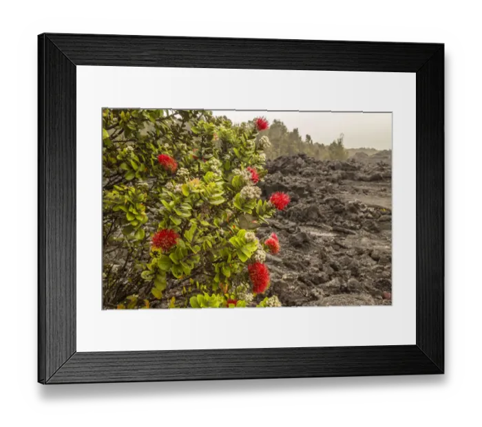 Framed Print : USA, Hawaii, Hawaii Volcanoes National Park. Ohia blossom and lava rock. Credit as