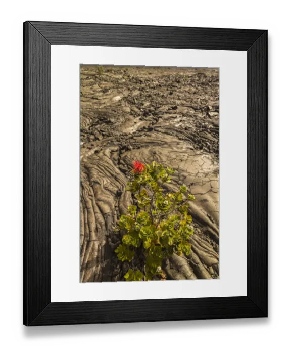 Framed Print : USA, Hawaii, Hawaii Volcanoes National Park. Ohia blossom and lava rock. Credit as Framed Print : USA, Hawaii, Hawaii Volcanoes National Park. Ohia blossom and lava rock. Credit as