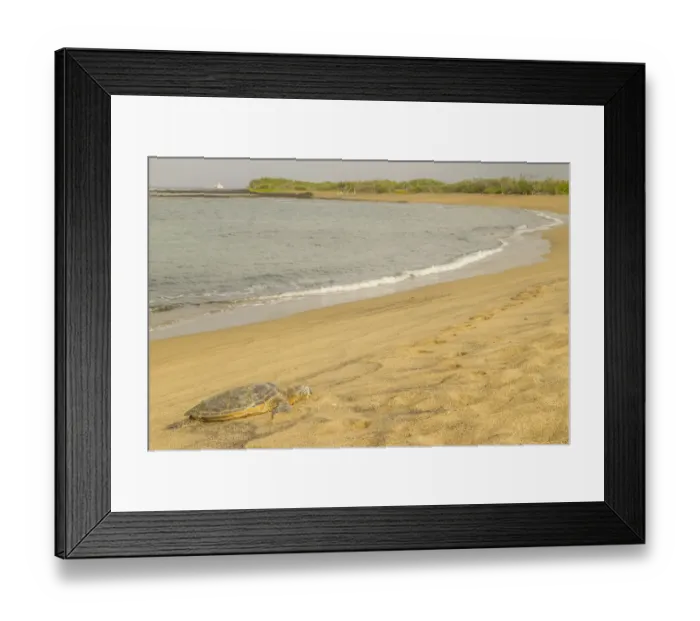 Framed Print : USA, Hawaii, Honokohau Bay. Green sea turtle on shore