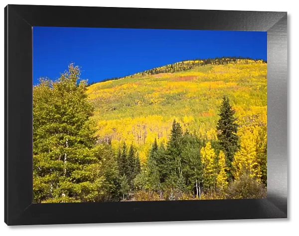 Fall aspens on Red Mountain Pass, Uncompahgre National Forest, Colorado, USA