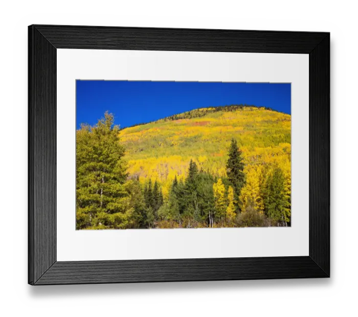 Framed Print : Fall aspens on Red Mountain Pass, Uncompahgre National Forest, Colorado, USA