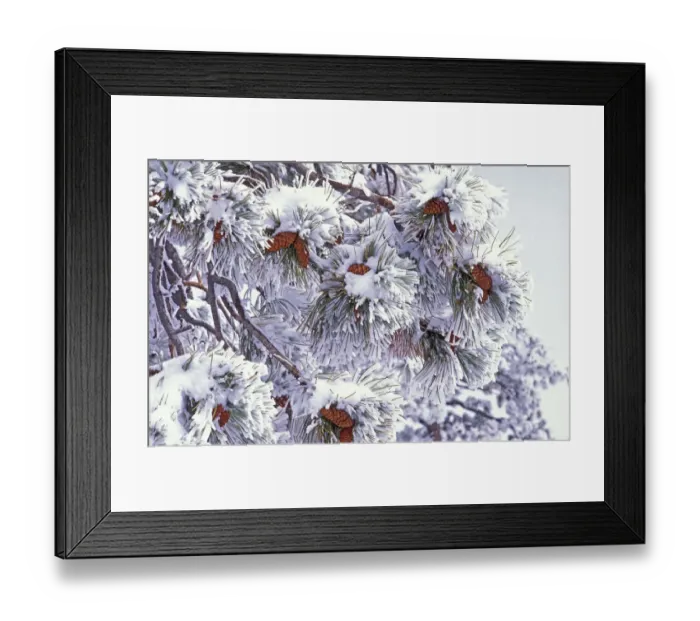 Framed Print : Fresh snow on Ponderosa Pine branches and cones, Bryce Canyon National Park, Utah, USA