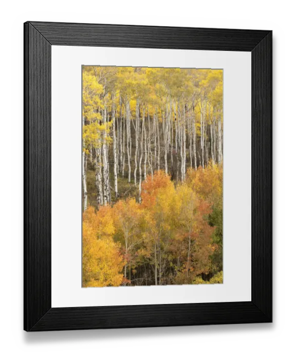 Framed Print : USA, Colorado, Fall colors Framed Print : USA, Colorado, Fall colors