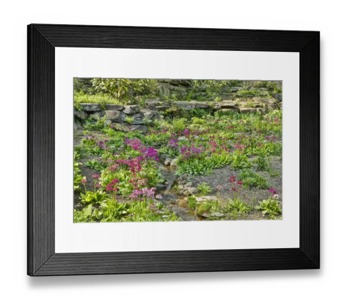 Framed Print : USA, Delaware, Wilmington. Brook running between rocks and flowers Framed Print : USA, Delaware, Wilmington. Brook running between rocks and flowers