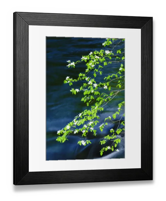 Framed Print : Mountain Dogwood (Cornus nuttallii) above the Merced River, Yosemite National Park, California, USA Framed Print : Mountain Dogwood (Cornus nuttallii) above the Merced River, Yosemite National Park, California, USA