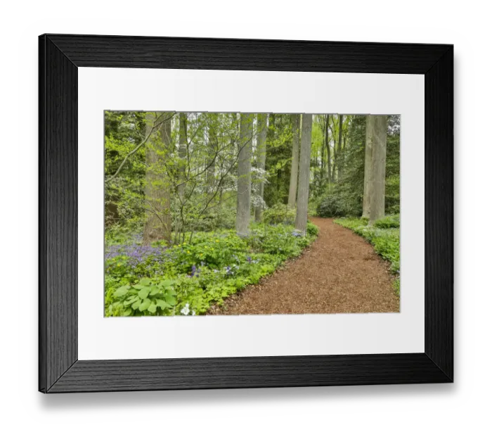 Framed Print : USA, Delaware, Hockessin. Path through the forest Framed Print : USA, Delaware, Hockessin. Path through the forest
