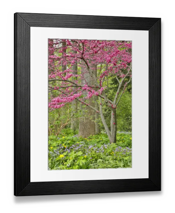 Framed Print : USA, Delaware, Hockessin. Flowering dogwood in the forest Framed Print : USA, Delaware, Hockessin. Flowering dogwood in the forest