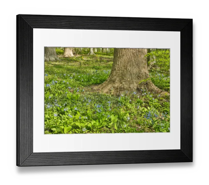 Framed Print : USA, Delaware, Hockessin. Tree trunk surrounded by groundcover Framed Print : USA, Delaware, Hockessin. Tree trunk surrounded by groundcover
