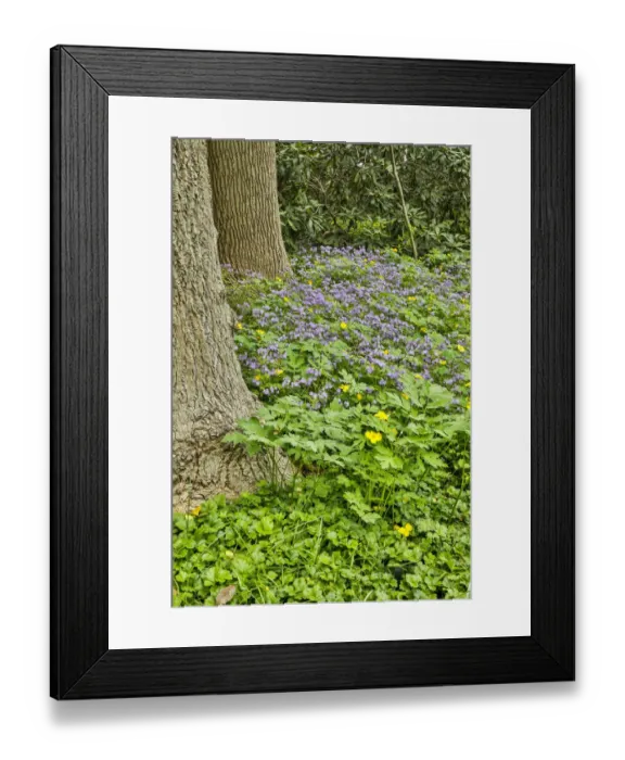 Framed Print : USA, Delaware, Hockessin. Plants surrounding the tree trunk Framed Print : USA, Delaware, Hockessin. Plants surrounding the tree trunk