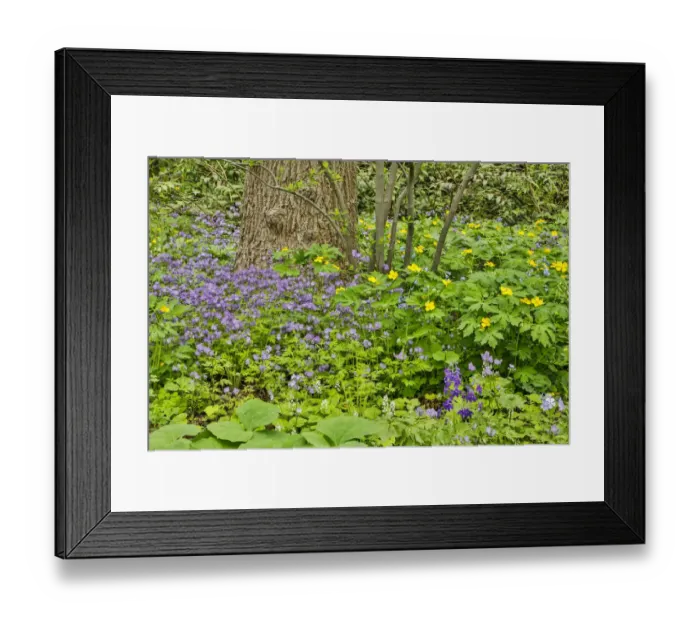 Framed Print : USA, Delaware, Hockessin. Plants surrounding the tree trunk Framed Print : USA, Delaware, Hockessin. Plants surrounding the tree trunk