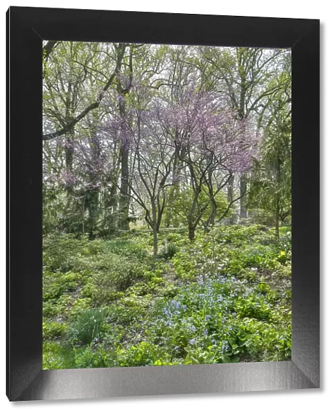 USA, Delaware, Wilmington. Flowering dogwood among bluebells