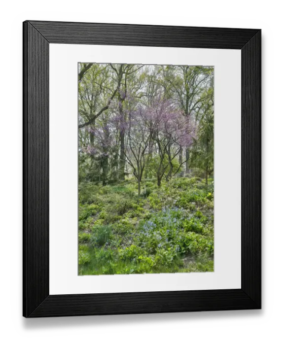 Framed Print : USA, Delaware, Wilmington. Flowering dogwood among bluebells