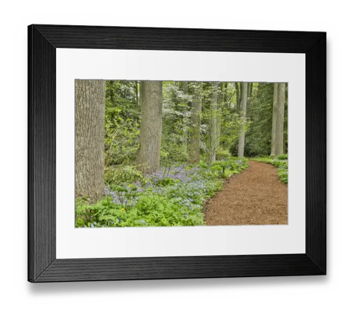 Framed Print : USA, Delaware, Hockessin. Path through the forest Framed Print : USA, Delaware, Hockessin. Path through the forest