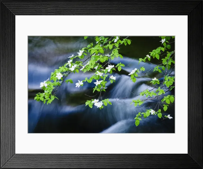 Framed Print : Mountain Dogwood (Cornus nuttallii) above the Merced River, Yosemite National Park, California, USA Framed Print : Mountain Dogwood (Cornus nuttallii) above the Merced River, Yosemite National Park, California, USA