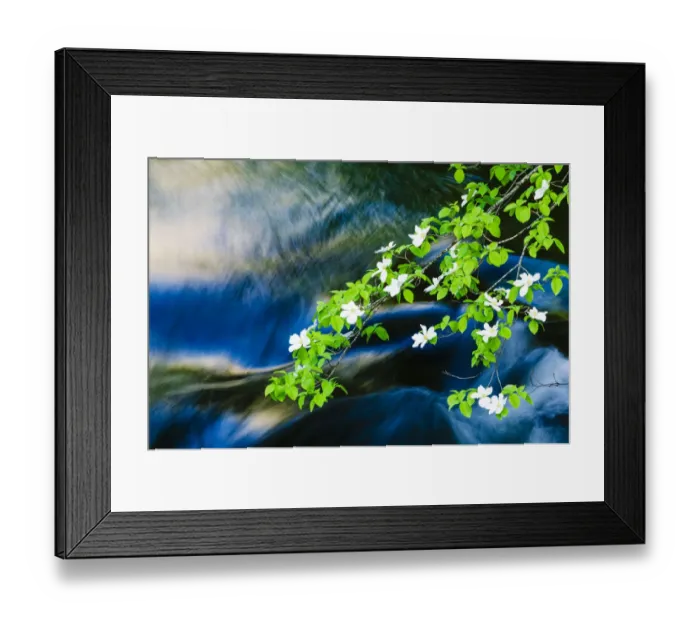 Framed Print : Mountain Dogwood (Cornus nuttallii) above the Merced River, Yosemite National Park, California, USA