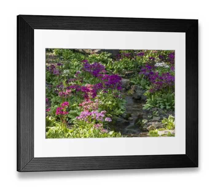 Framed Print : USA, Delaware, Wilmington. Brook running between rocks and flowers Framed Print : USA, Delaware, Wilmington. Brook running between rocks and flowers