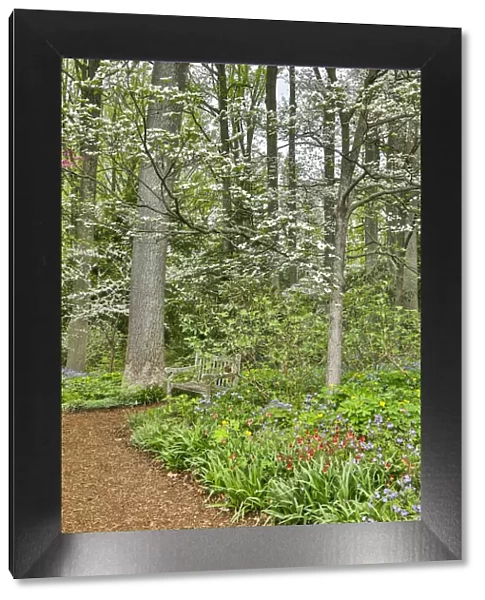 USA, Delaware, Hockessin. Flowering dogwood in the forest
