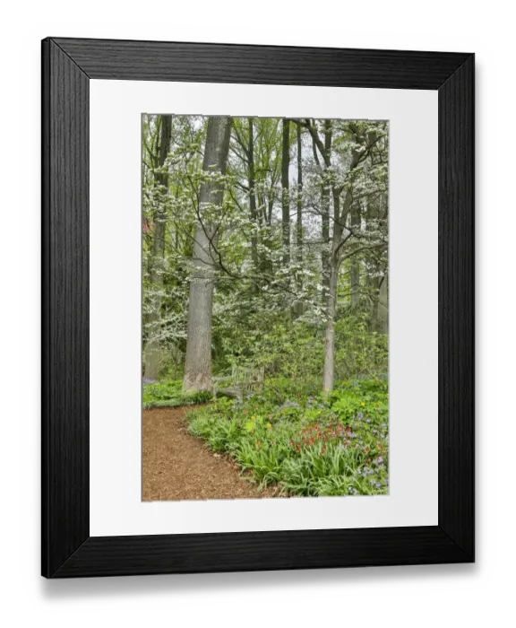 Framed Print : USA, Delaware, Hockessin. Flowering dogwood in the forest Framed Print : USA, Delaware, Hockessin. Flowering dogwood in the forest