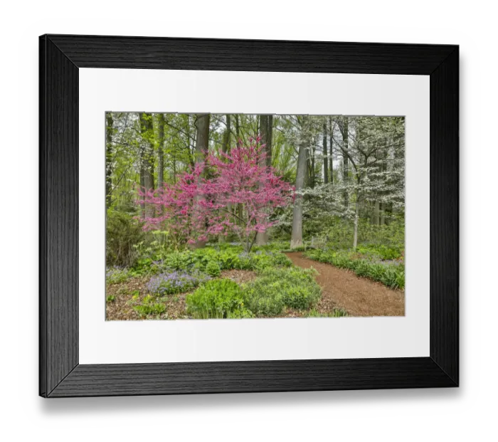 Framed Print : USA, Delaware, Hockessin. Flowering dogwood in the forest Framed Print : USA, Delaware, Hockessin. Flowering dogwood in the forest