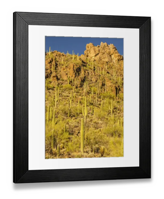 Framed Print : USA, Arizona, Tucson Mountain Park. Sonoran Desert landscape Framed Print : USA, Arizona, Tucson Mountain Park. Sonoran Desert landscape
