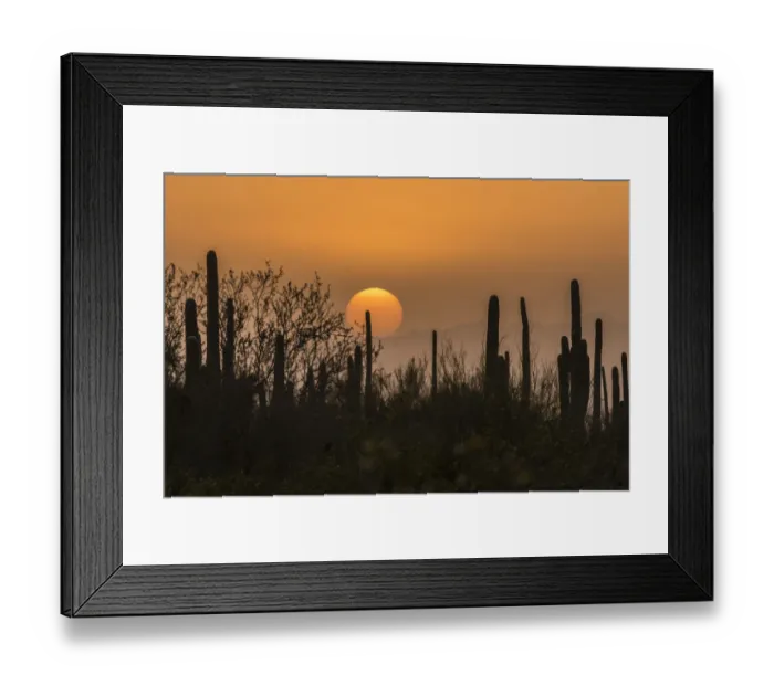 Framed Print : USA, Arizona, Saguaro National Park. Saguaro cactus at sunset Framed Print : USA, Arizona, Saguaro National Park. Saguaro cactus at sunset
