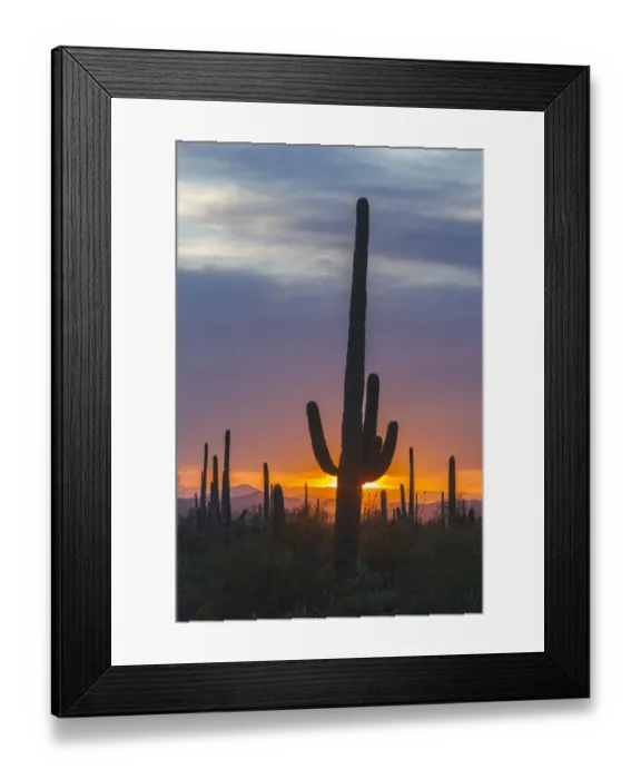 Framed Print : USA, Arizona, Saguaro National Park. Saguaro cactus at sunset Framed Print : USA, Arizona, Saguaro National Park. Saguaro cactus at sunset