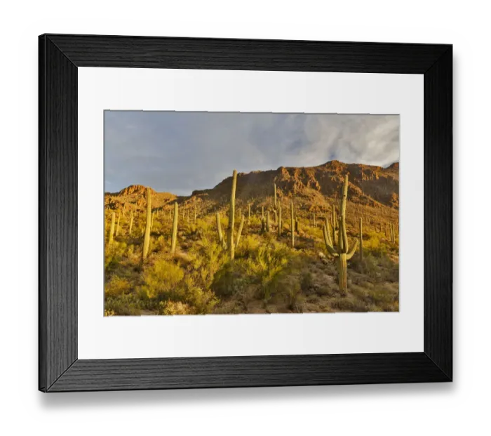 Framed Print : Morning light on Saguaro cactus Saguaro National Park, Arizona