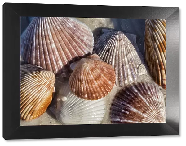 Seashells, Honeymoon Island State Park, Dunedin, Florida, USA