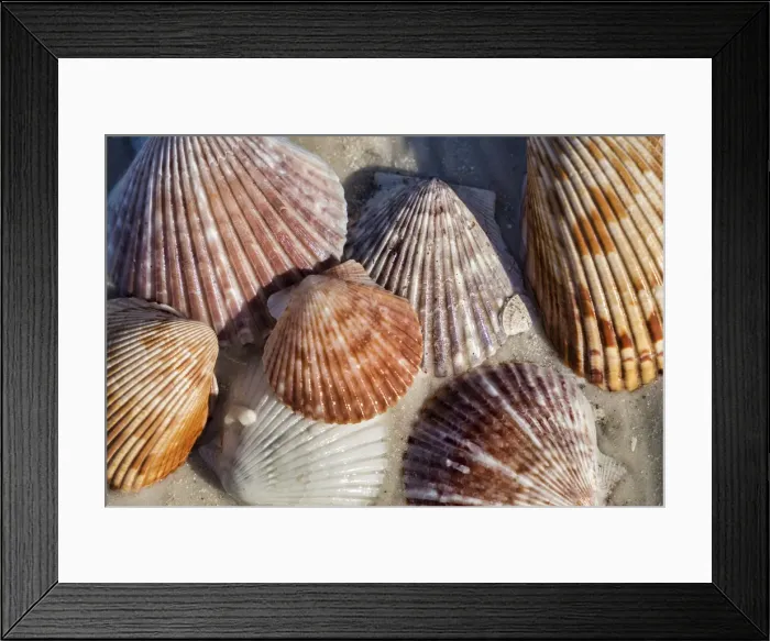 Framed Print : Seashells, Honeymoon Island State Park, Dunedin, Florida, USA Framed Print : Seashells, Honeymoon Island State Park, Dunedin, Florida, USA