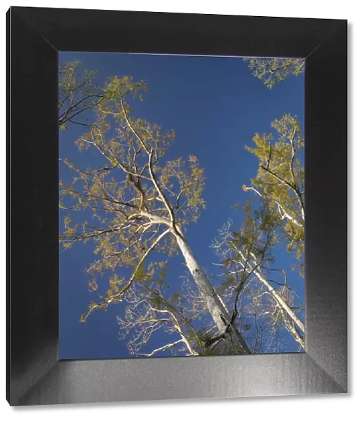 Cypress trees, Corkscrew Swamp Sanctuary, Florida