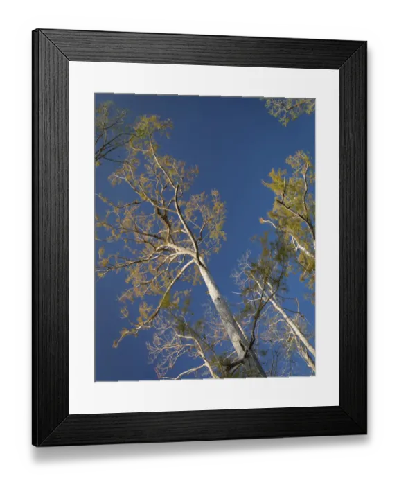 Framed Print : Cypress trees, Corkscrew Swamp Sanctuary, Florida Framed Print : Cypress trees, Corkscrew Swamp Sanctuary, Florida