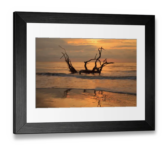 Framed Print : USA, Jekyll Island, Georgia. Driftwood Beach at sunrise Framed Print : USA, Jekyll Island, Georgia. Driftwood Beach at sunrise