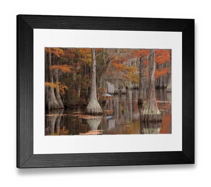 Framed Print : USA, George Smith State Park, Georgia. Fall cypress trees with wood duck box Framed Print : USA, George Smith State Park, Georgia. Fall cypress trees with wood duck box